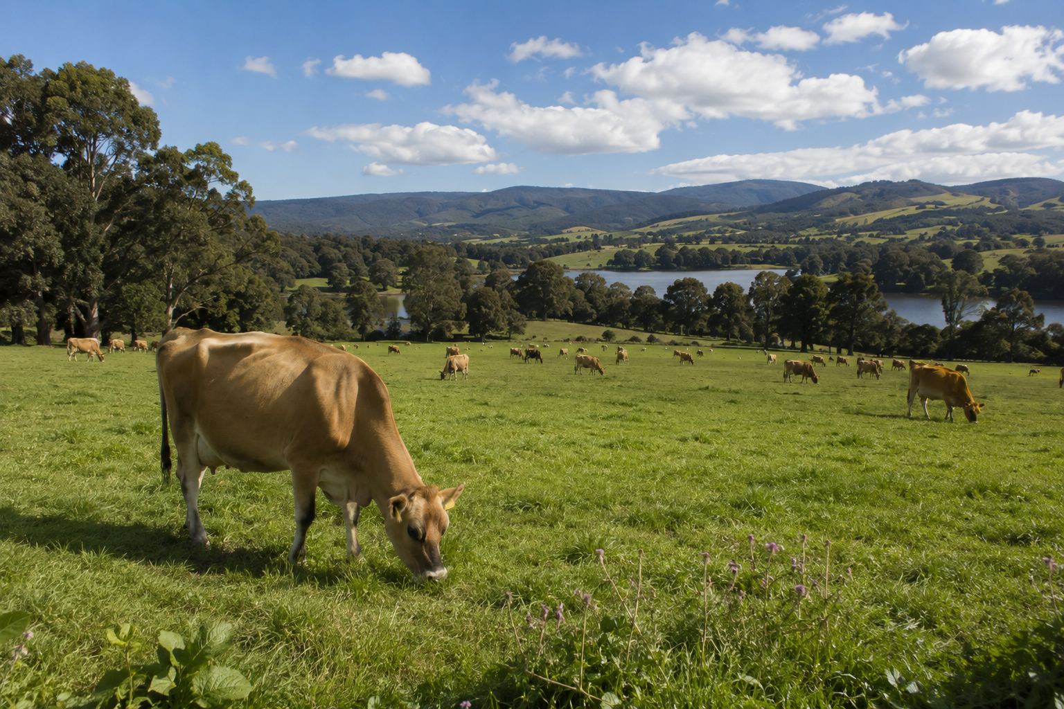 Build it and they will come — 4Sight agriculture article
