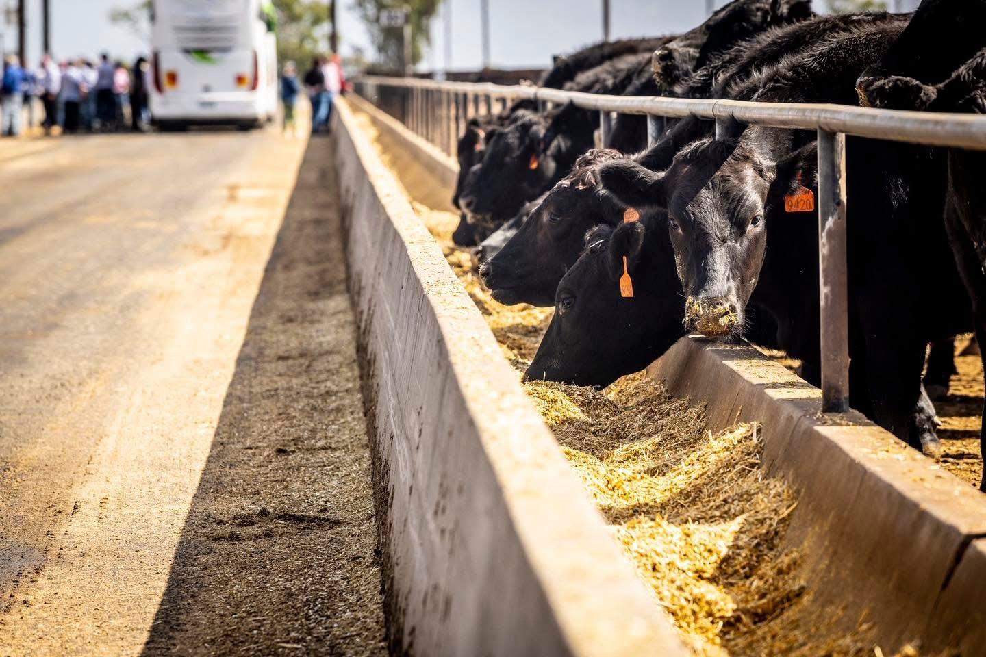 In the Spotlight: Grassdale Feedlot — 4Sight agriculture article