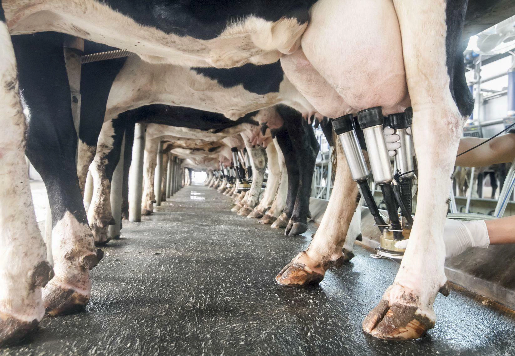 Does Live Yeast Actually Increase Milk Yield? The ActiSaf SC 47 Evidence — 4Sight agriculture article cover image