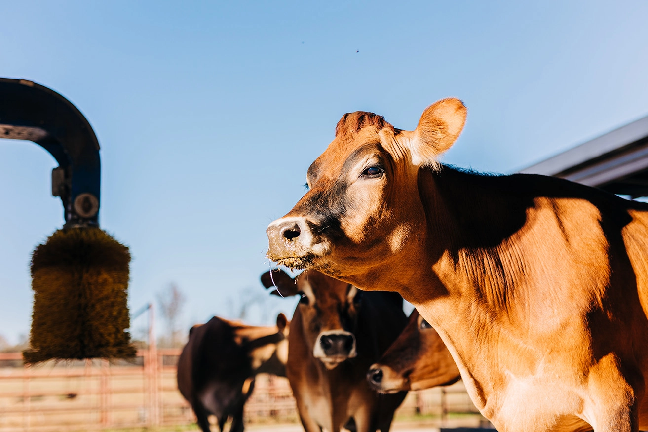 What Livestock Sectors Does 4Sight Service? Complete Species Coverage — 4Sight agriculture article